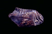 藏品(草原猛獁象右下顎含第三臼齒)的圖片